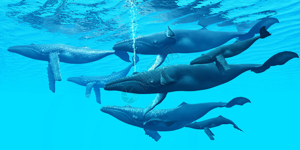 驼背鲸是一种社会很强的水生哺乳动物图片