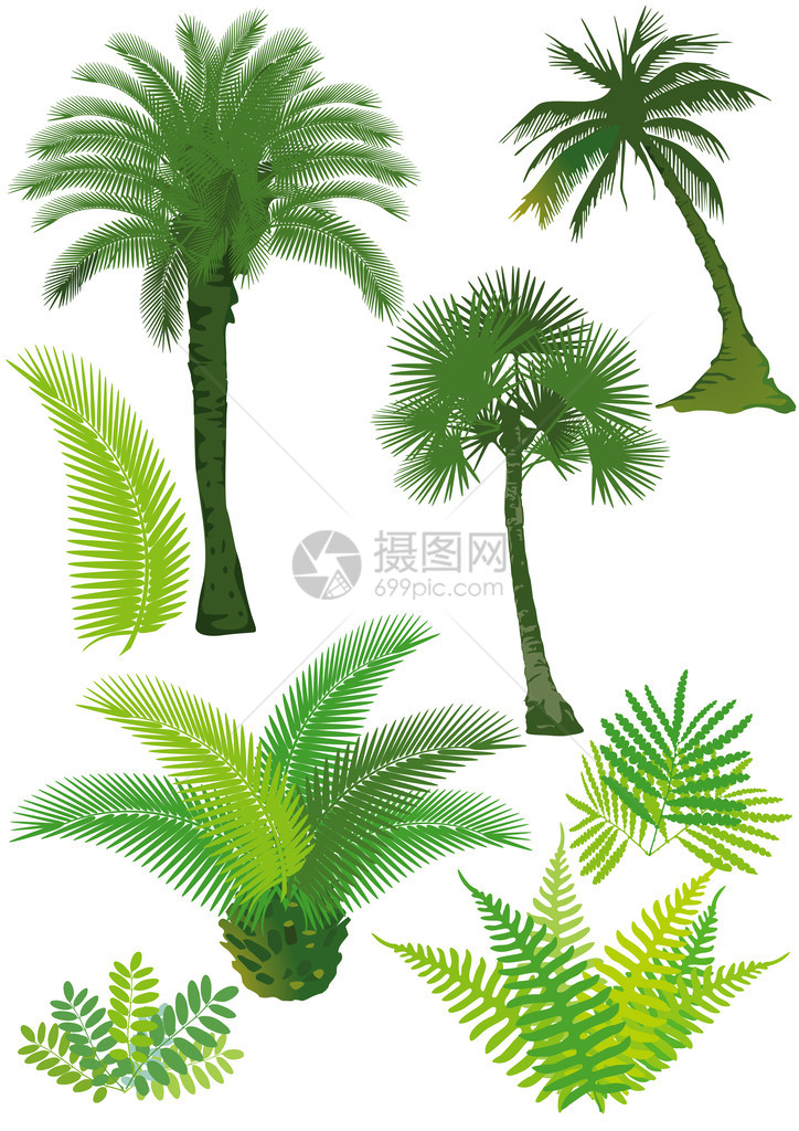 棕榈和小林图片