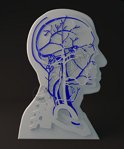 脑壳人体解剖学头部结构设计图片