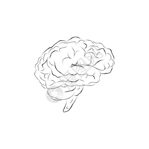 孤立的人类大脑草图图片