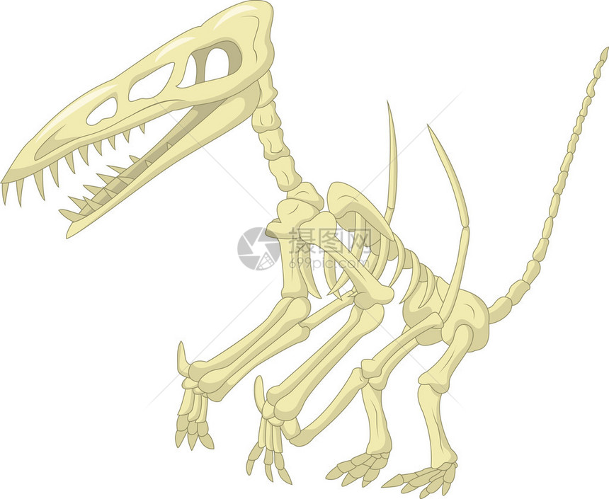 翼龙骨架图图片