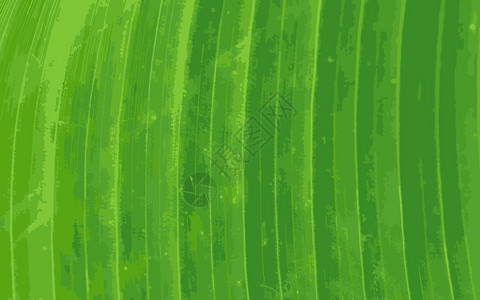潘塔诺绿色香蕉叶背景追踪矢插画
