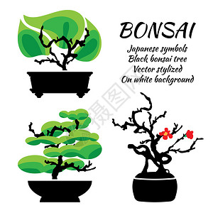 白月季盆栽Bonsai设置在白背景上的矢量插画