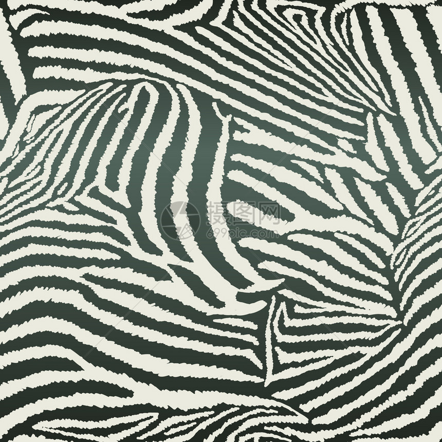 动物Zebra无斑骨无缝非异图片