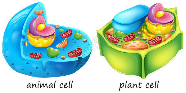 白色背景的动物和植物细胞高清图片