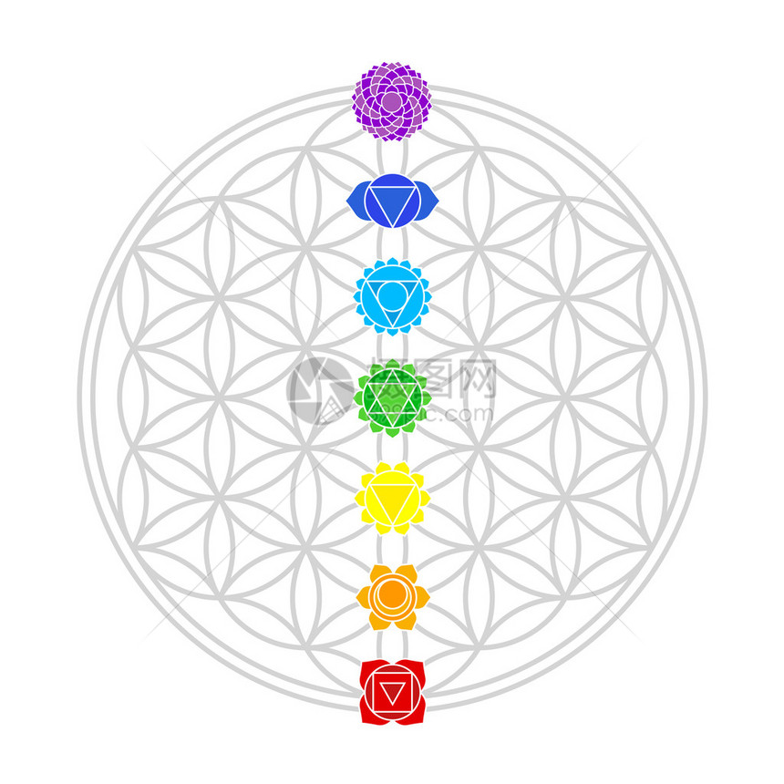 七个主要查克拉与生命之花的交叉点完全吻合白背景中分离的矢图片