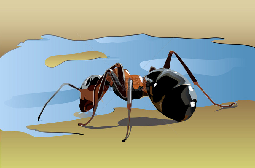 蚂蚁从水坑里喝水图片