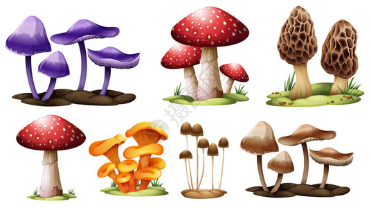 白色背景不同类型蘑菇的插图图片