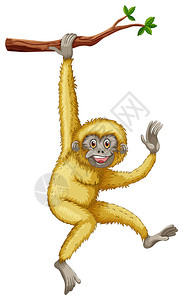 长臂猿挂在树枝上的插图图片