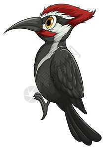 一只啄木鸟的插图背景图片
