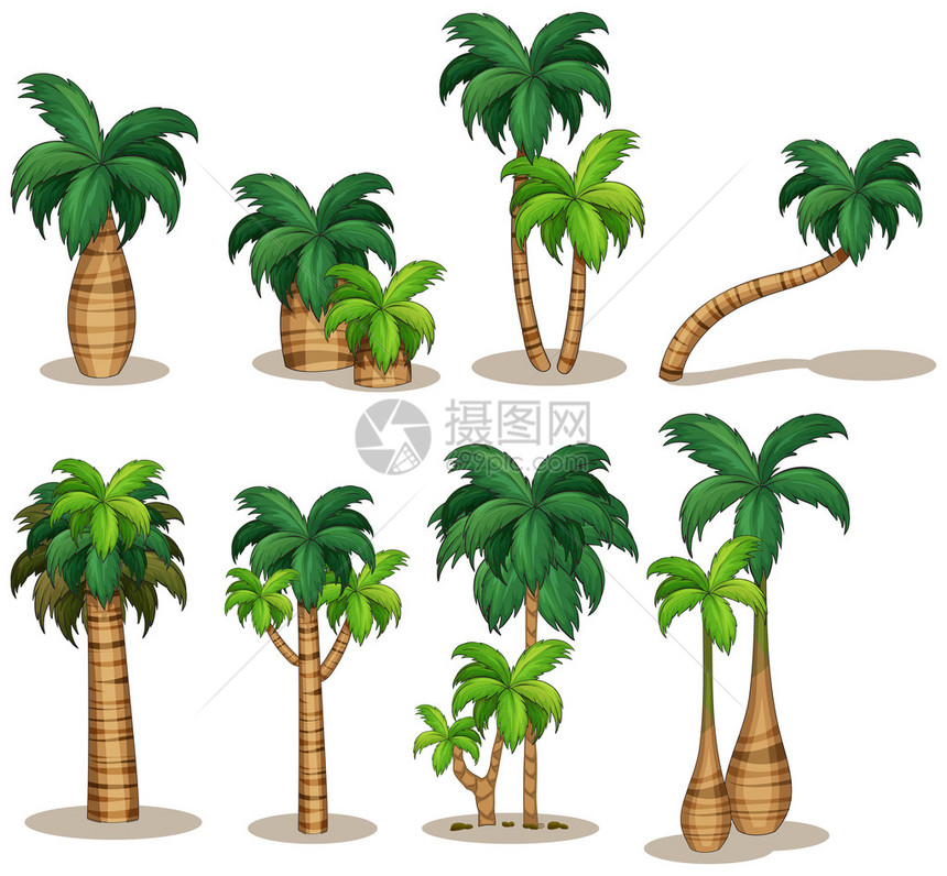一组棕榈树的Illustraion图片