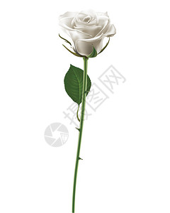 白玫瑰上白色孤立矢量图图片