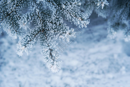 雪枞树背景抽象自然背景松树枝覆盖白针叶树枝边界美丽的冬季新年贺卡圣图片