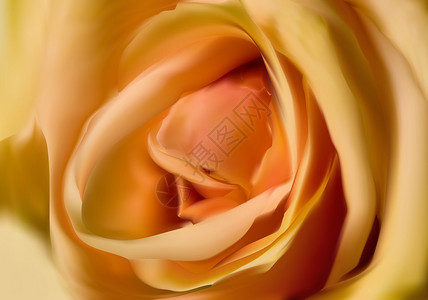 带有淡黄色玫瑰花中心的插图背景图片