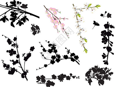 插图与白色背景上的樱桃树花图片