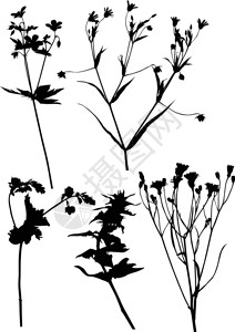 插图与孤立在白色的野花剪影背景图片