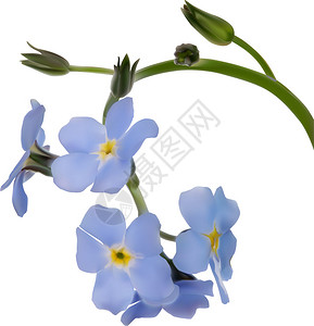 白色背景上的蓝色花朵插图背景图片