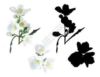 用白色背景孤立的茉莉花枝插图片