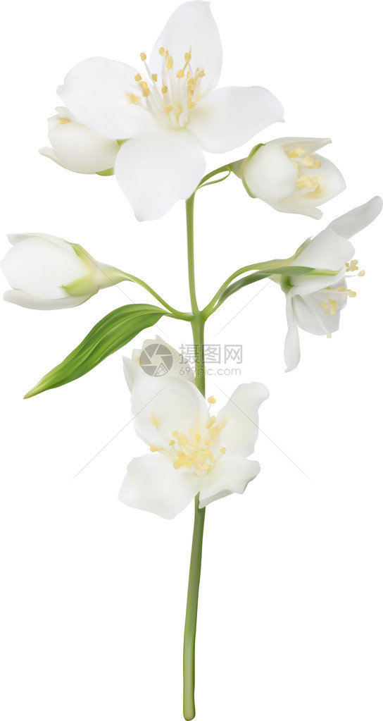 白色背景上孤立的茉花插图Is图片