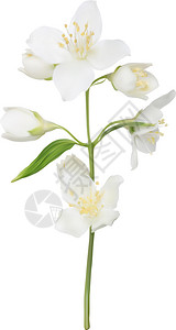 白色背景上孤立的茉花插图Is图片