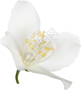 白色背景上孤立的茉花单插图图片