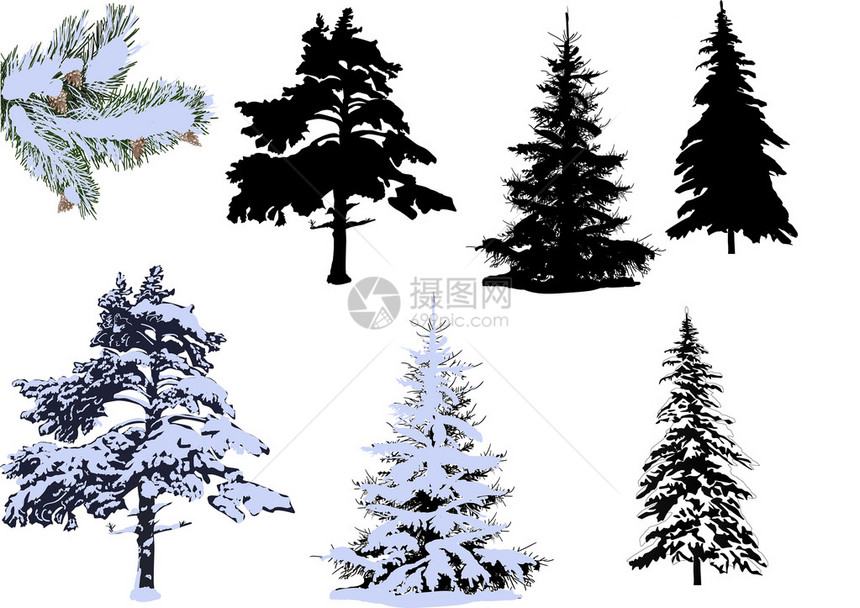 白背景孤立的白雪中松和扁皮插图Pinesand图片
