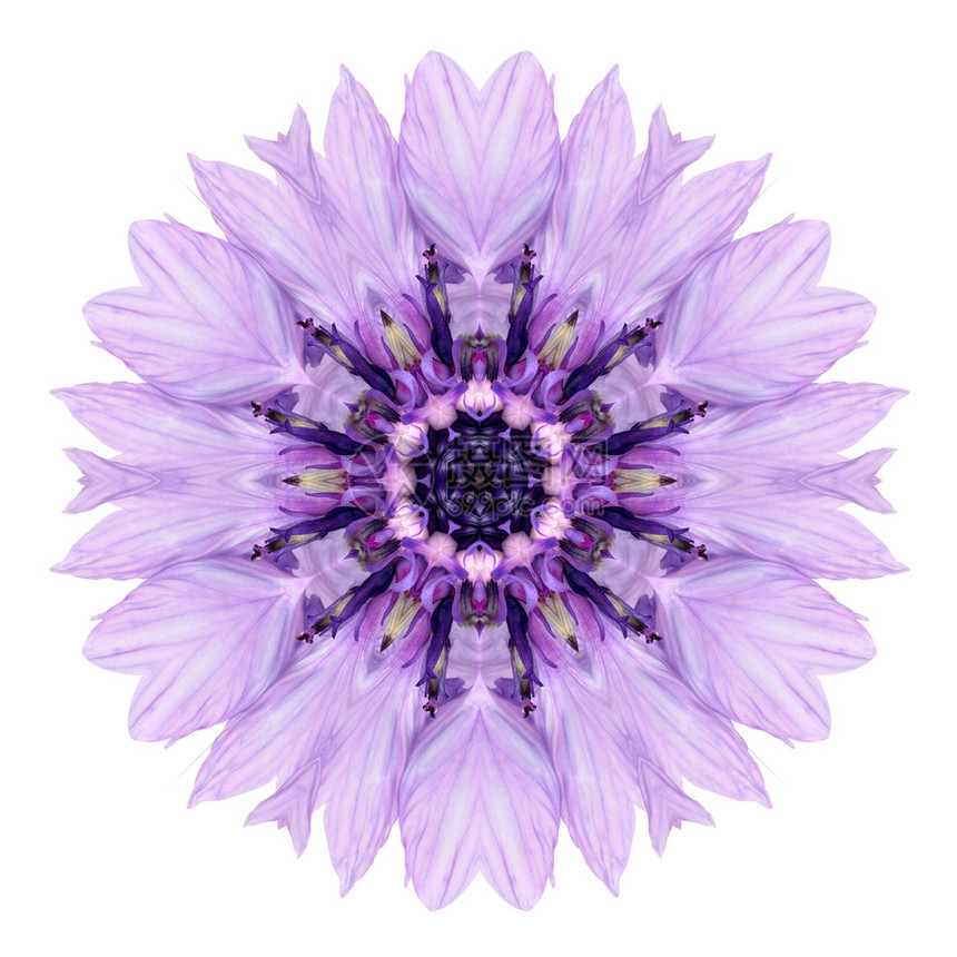 紫色的康花红曼达拉花朵图片