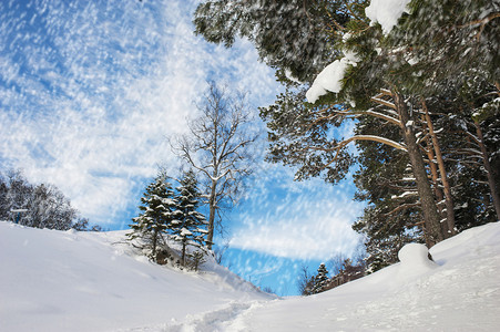 冬天的森林景观下雪了图片