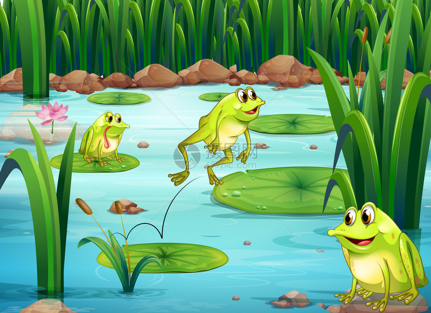池塘里许多青蛙的插图图片