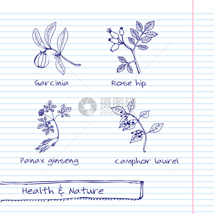 一手拉插图健康与自然集草药的集合天然补品樟脑玫瑰果图片
