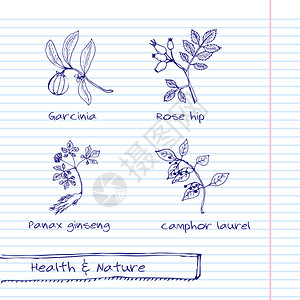 一手拉插图健康与自然集草药的集合天然补品樟脑玫瑰果图片