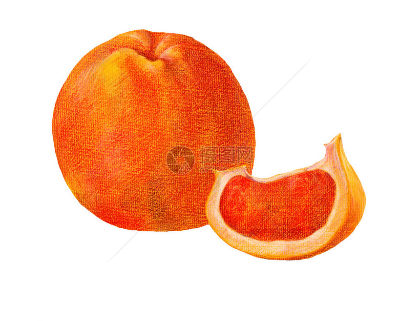 在白色背景上的葡萄柚图片