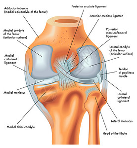 右膝后部的剖析延高清图片