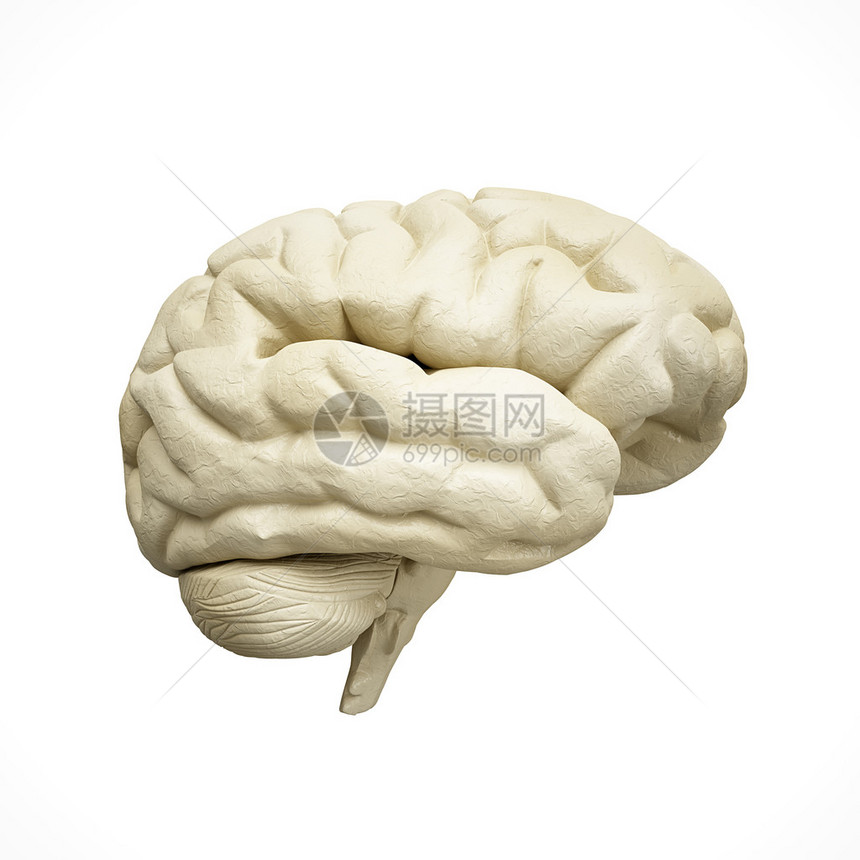白人脑模型白色背景图片