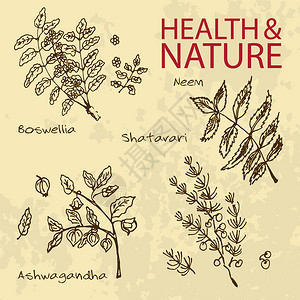 一手拉插图健康与自然集草药的集合天然补品印楝南非醉茄乳图片