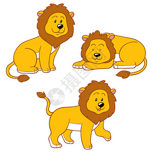 一组矢量动物狮子背景图片