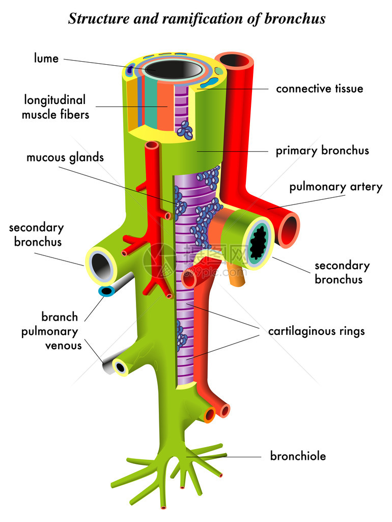 支气管图片