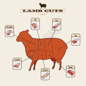 浅色背景下羊肉切块的信息图背景图片