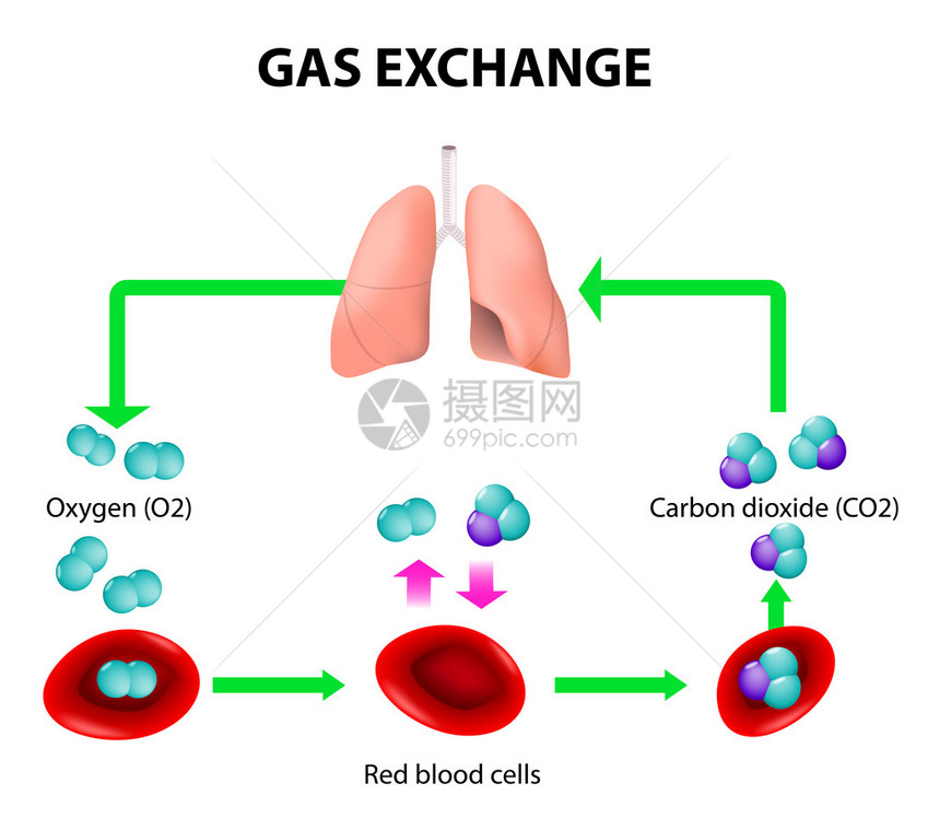 人体中的气体交换红细胞的路径氧气运输循环氧气和二氧化碳都通过血液在身体周围运输图片