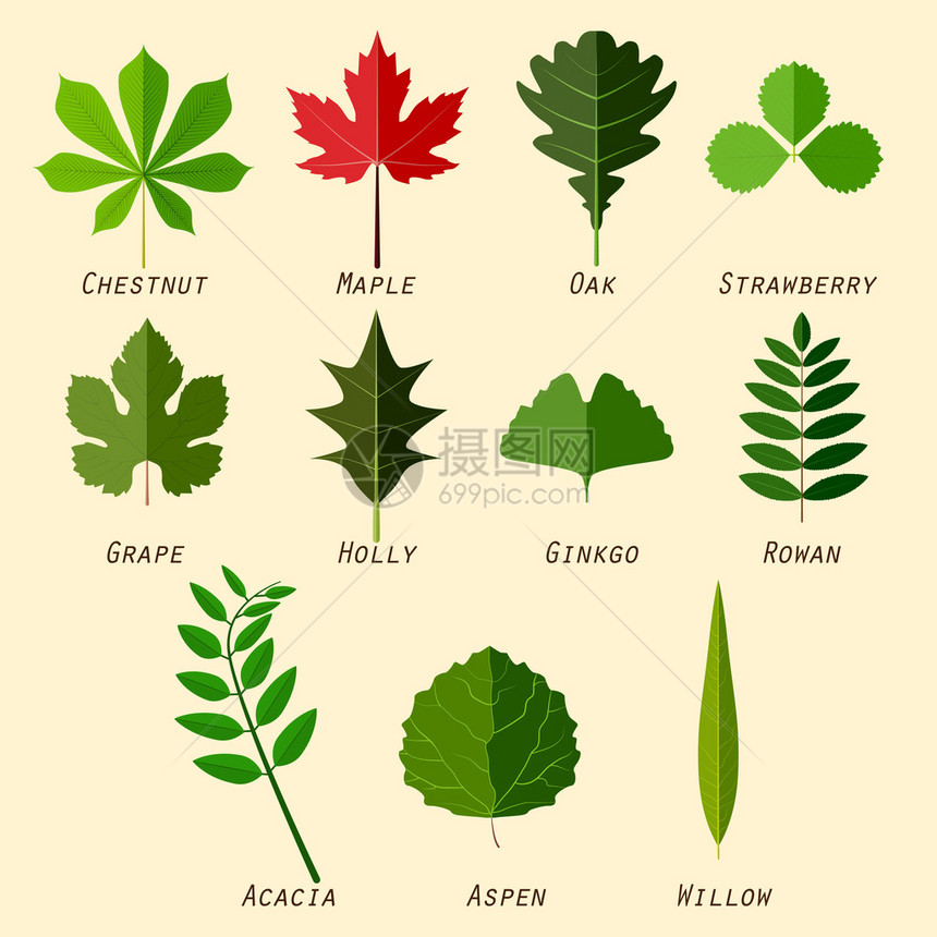 简单的树叶轮形图带有平板设计中的植物名图片