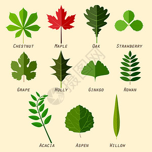 叶面喷施简单的树叶轮形图带有平板设计中的植物名插画