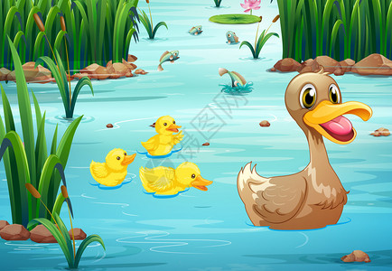 鸭子在池塘里游泳的插图图片