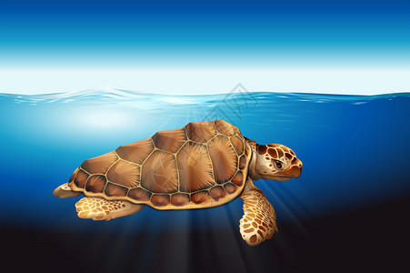 卡莱海龟游泳插画