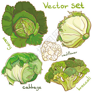 鲜艳的新鲜卷心菜西兰花椰菜萨沃伊的彩色矢量插图Eps10隔离插画