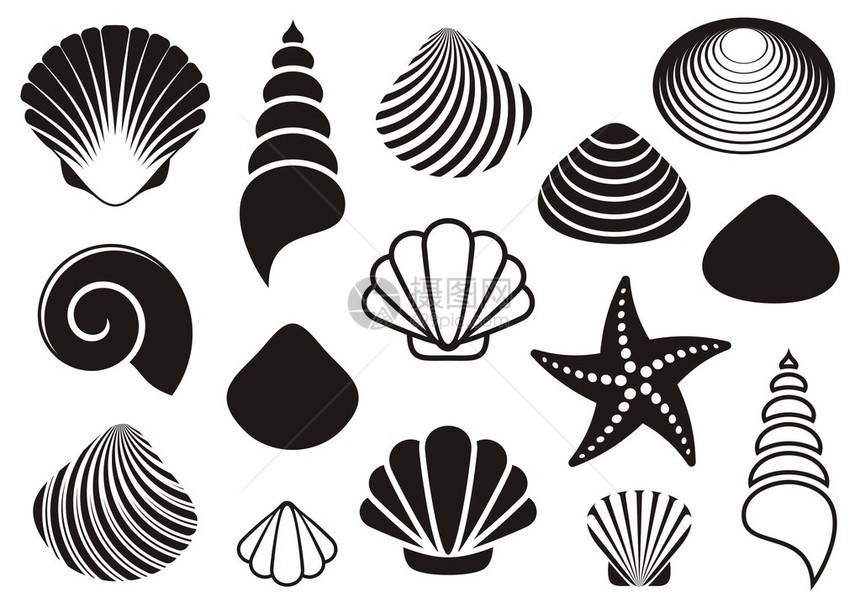 套不同的黑海贝壳和海星图片