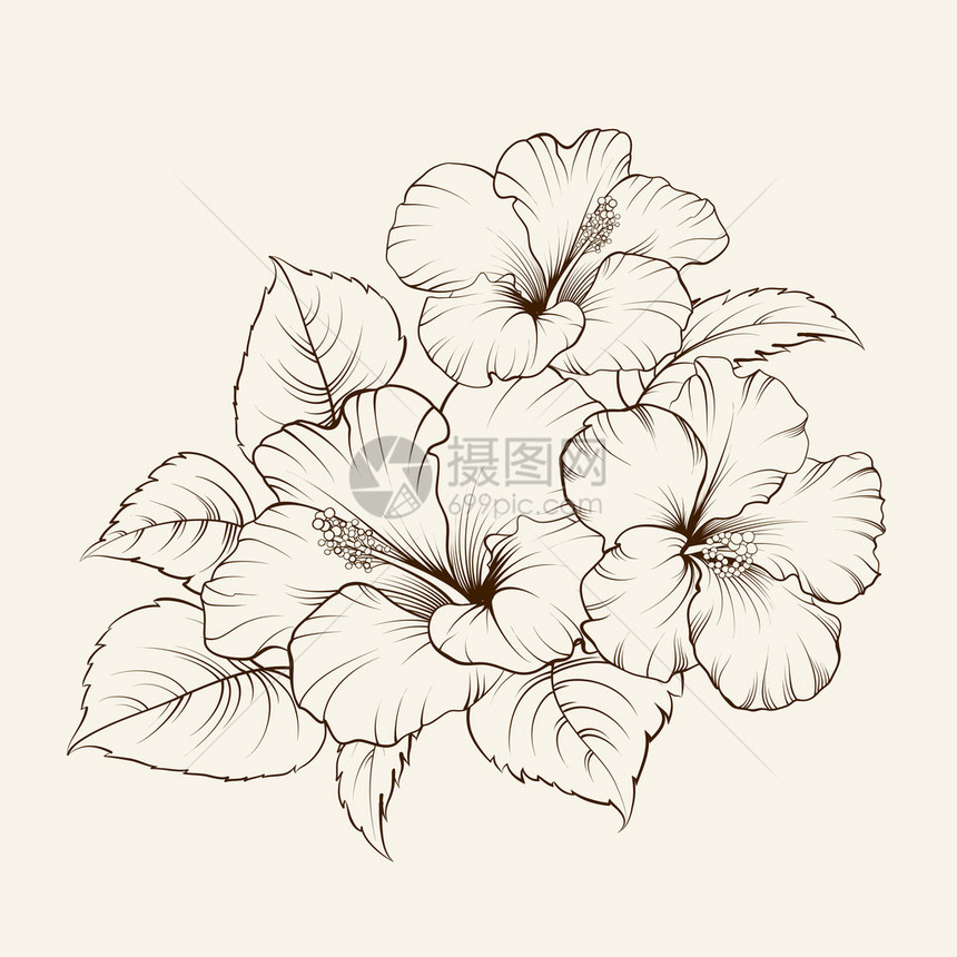白色背景上的锦葵花矢量图图片
