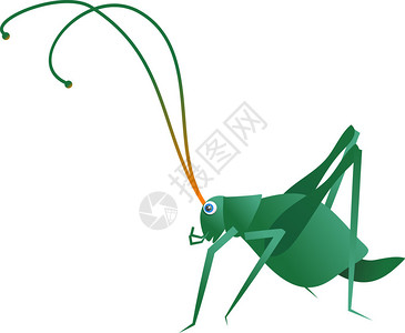 绿色蟋蟀的插图图片
