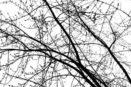 白色背景上的黑树灰色图片