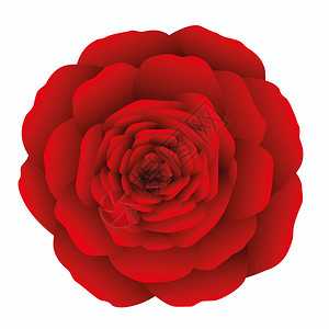 白色背景上的红玫瑰孤立背景图片