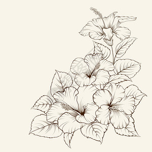 锦葵科草本植物白色背景上的锦葵花矢量图插画